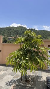 A green tree with glossy leaves stands in a paved area, surrounded by small pebbles
