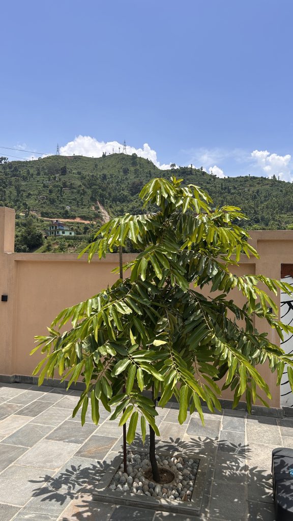 A green tree with glossy leaves stands in a paved area, surrounded by small pebbles