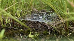 Close-up of a spiderweb with glistening droplets stretched over vibrant green grass, creating a serene natural scene.
