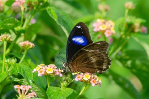 A close-up image of a great Eggfly with striking blue and black wings perched on a cluster of small, pink and yellow flowers. 
