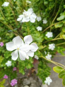 A close-up view of white flowers with delicate petals, surrounded by lush green foliage. 