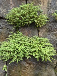 A close-up view of lush green ferns growing on a rough stone surface. 
