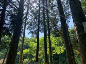A serene view of tall trees with sunlight filtering through the foliage.