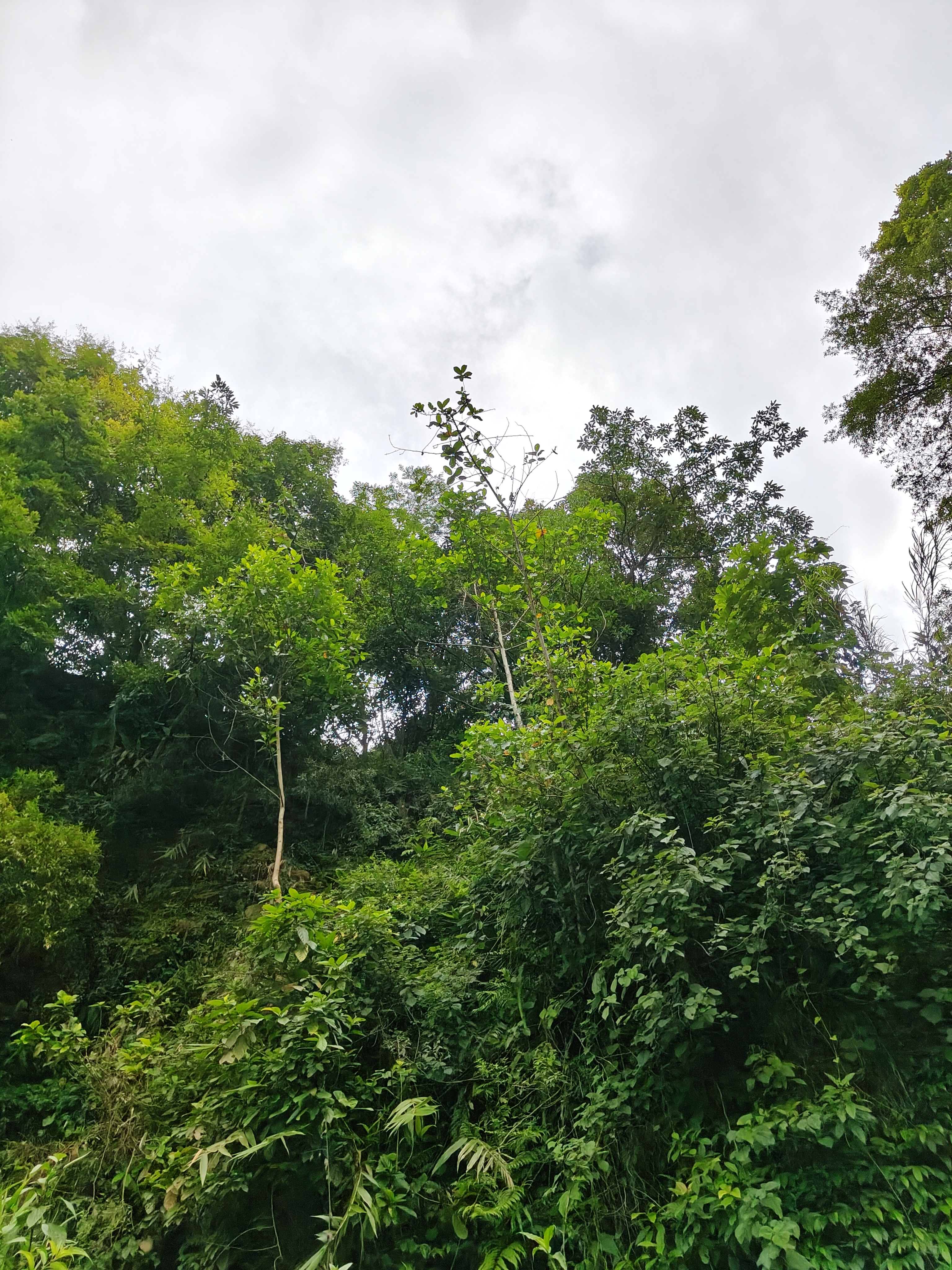 A lush green hillside is depicted, featuring dense foliage and various trees.