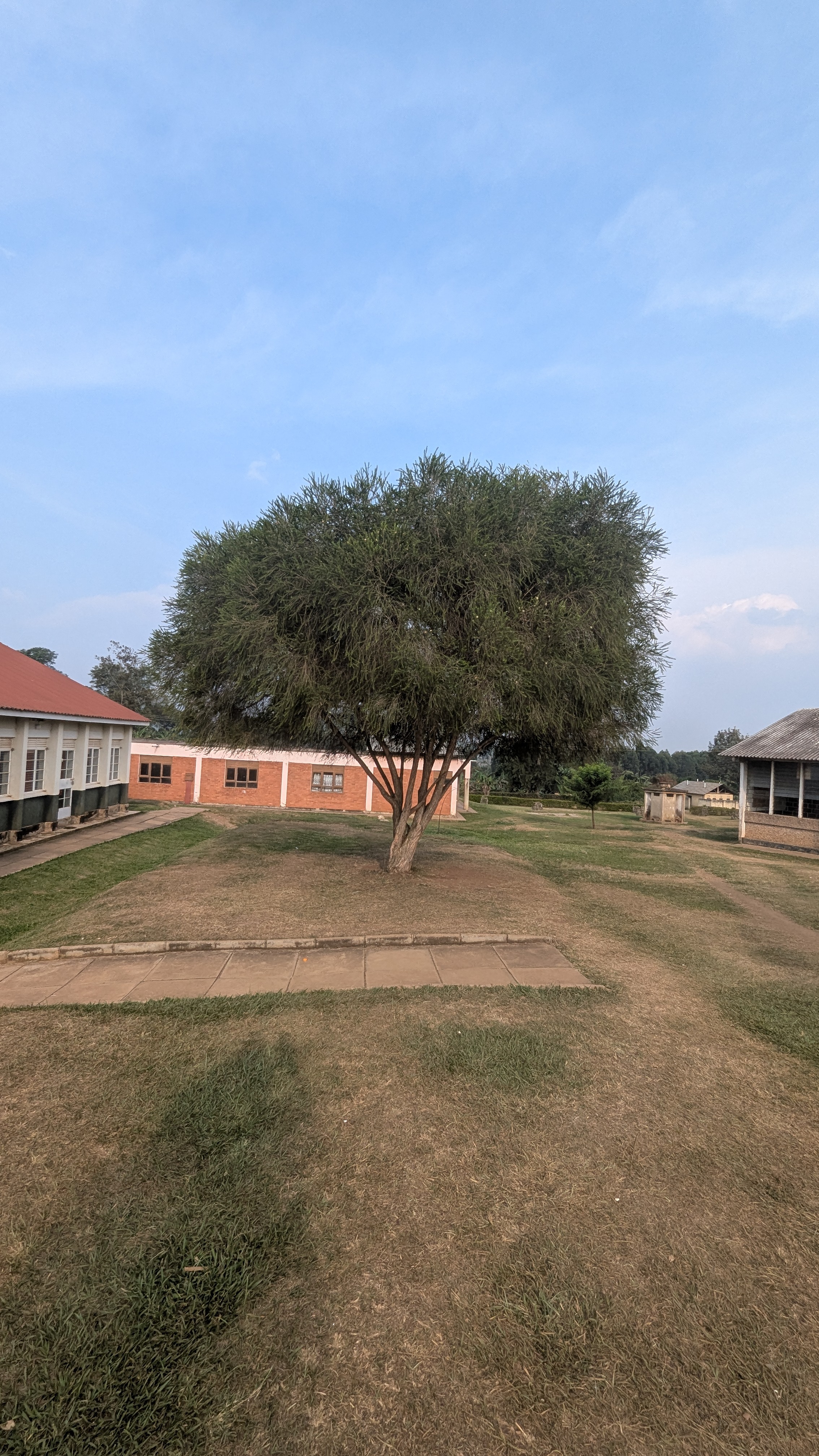 A lush green tree with a rounded canopy stands in a grassy area, surrounded by several buildings
