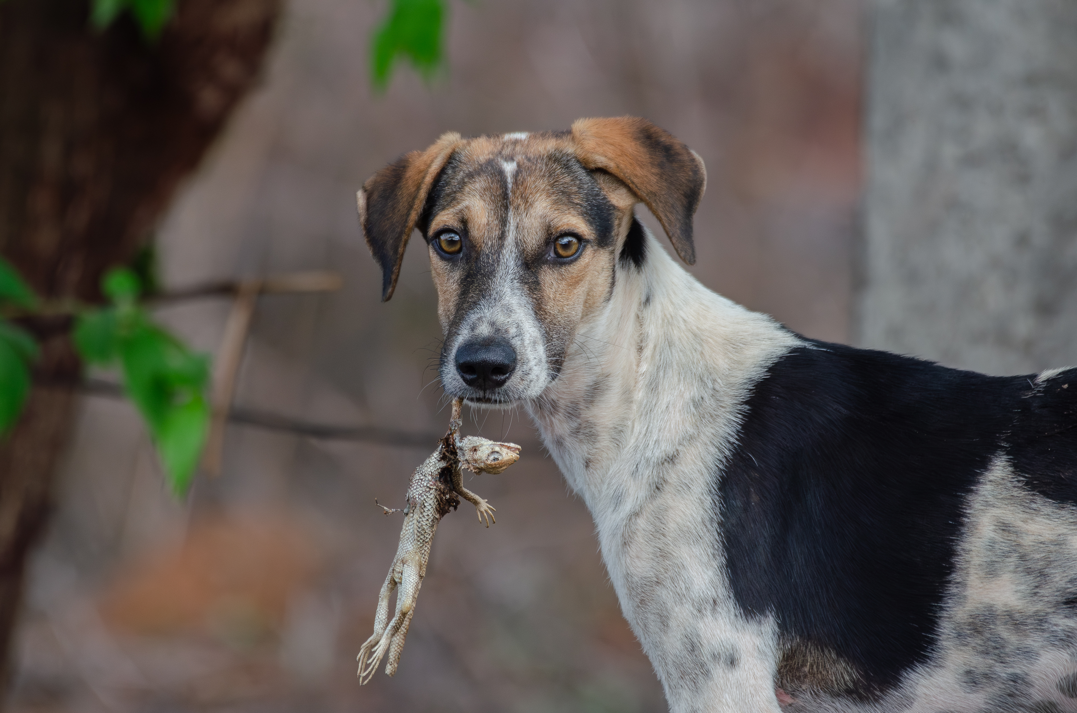 A medium-sized dog with a black and white coat is standing outdoors, holding a small, dead lizard in its mouth.