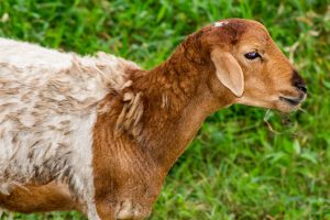 A close-up of a brown and white sheep grazing on green grass.