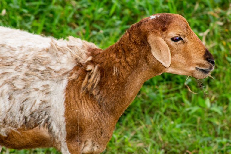 A close-up of a brown and white sheep grazing on green grass.