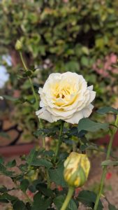 A close-up of a pale yellow rose in full bloom, surrounded by green leaves.