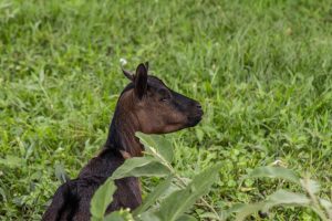 A brown goat with dark fur is sitting among green grass and foliage, turned slightly to the side, showcasing its profile. 