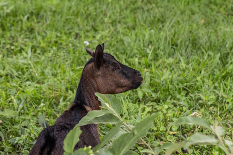 A brown goat with dark fur is sitting among green grass and foliage, turned slightly to the side, showcasing its profile.