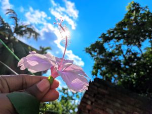 A single light pink hibiscus flower, held by a hand, beautifully lit by the sun against a clear blue sky and green foliage.
