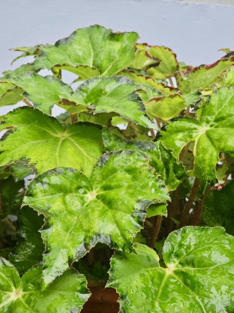 Begonia leaves with wavy edges and green-red tones, fresh with raindrops. Captured in Perumanna, Kozhikode.