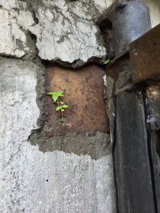 A small green plant grows through a rusty metal plate embedded in a weathered, cracked concrete wall. The surrounding wall has irregular textures, showing signs of aging and deterioration. A black metal pipe is visible on the right side of the image, adding to the industrial feel of the scene.
