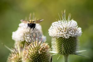 A bee in flight over flowering thistle plants, with tiny white flowers between the spikes.
