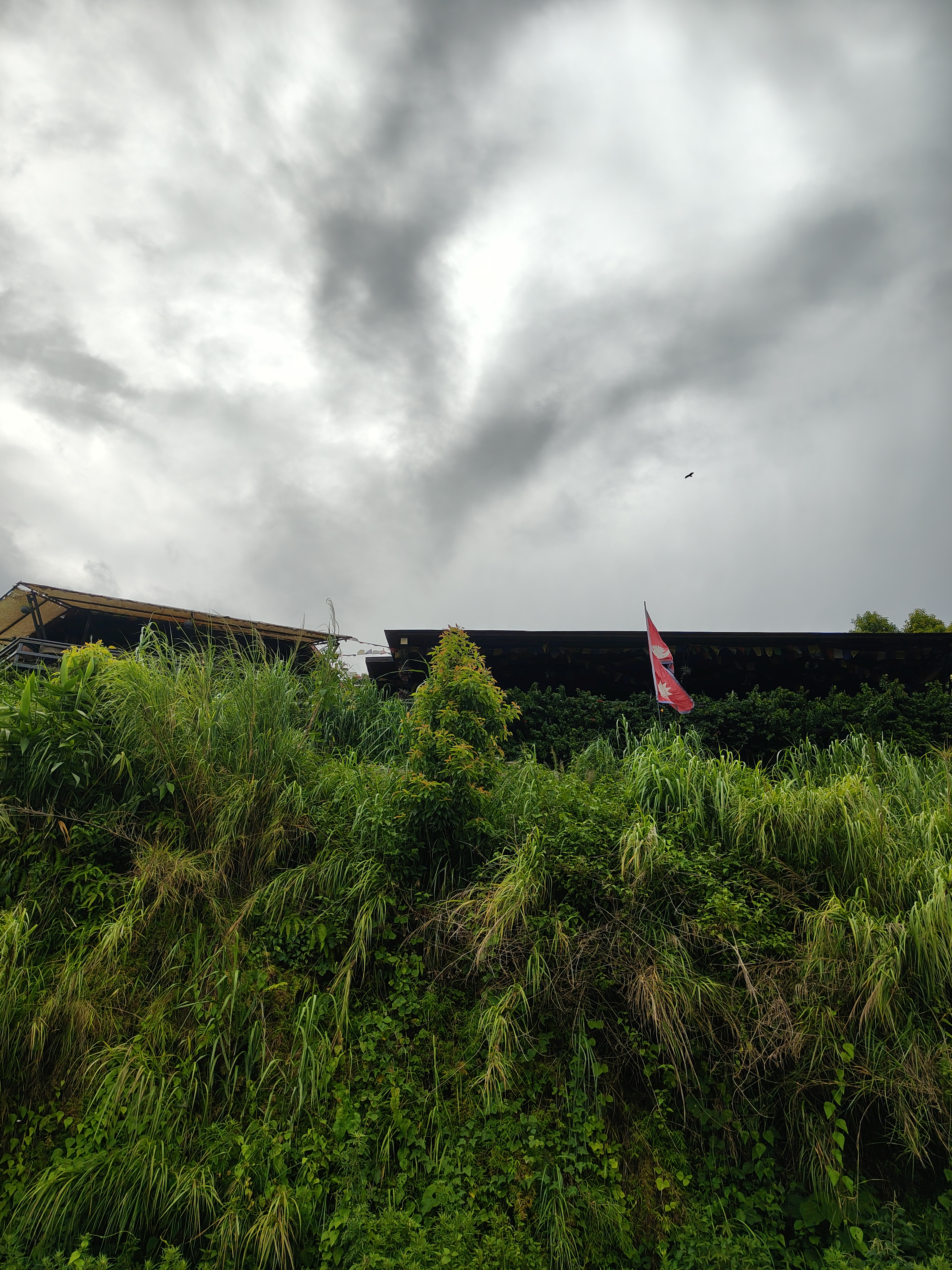 The flag of Nepal fluttering on the nature with green bushes and plants on the ground and above is the dark cloudy sky. A bird flying on the sky is visible.