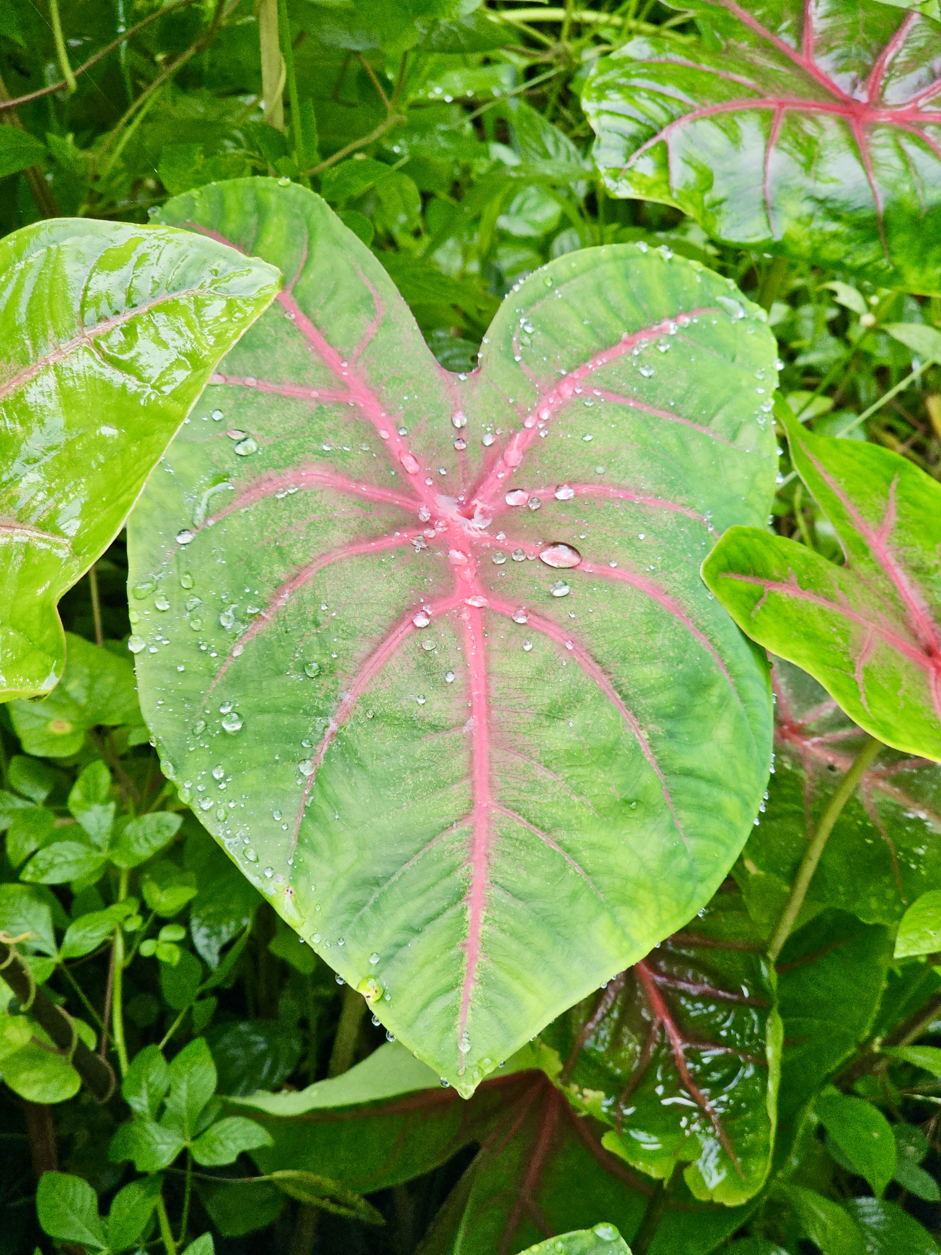 A vibrant Caladium leaf with a pink center vein, kissed by raindrops—captured in Oorkadavu, Kozhikode, showcasing Kerala’s monsoon beauty.