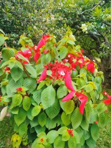 Mussaenda erythrophylla also known as Red flag bush and tropical dogwood 
