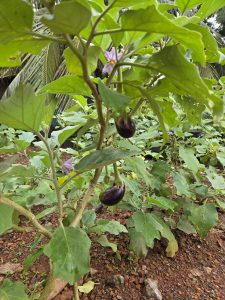 Close-up of an eggplant plant with two glossy purple eggplants, vibrant green leaves, a lavender flower, and a backdrop of garden foliage and palm leaves.
