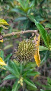 A close-up image of a spiky, green fruit hanging from a branch, surrounded by various green leaves
