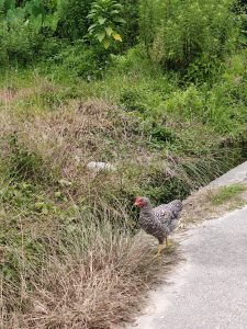 A striped hen stands near a patch of tall, green grass and weeds, alongside a paved pathway.