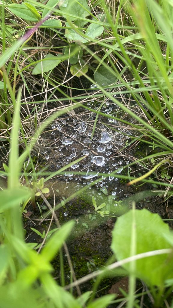 The photo offers a close-up, top-down view of a small spiderweb nestled in green grass and dark soil. Numerous shimmering water droplets, reflecting light, cling to the delicate web, creating a textured and natural scene. Blades of grass frame the edges, hinting at a lush environment.