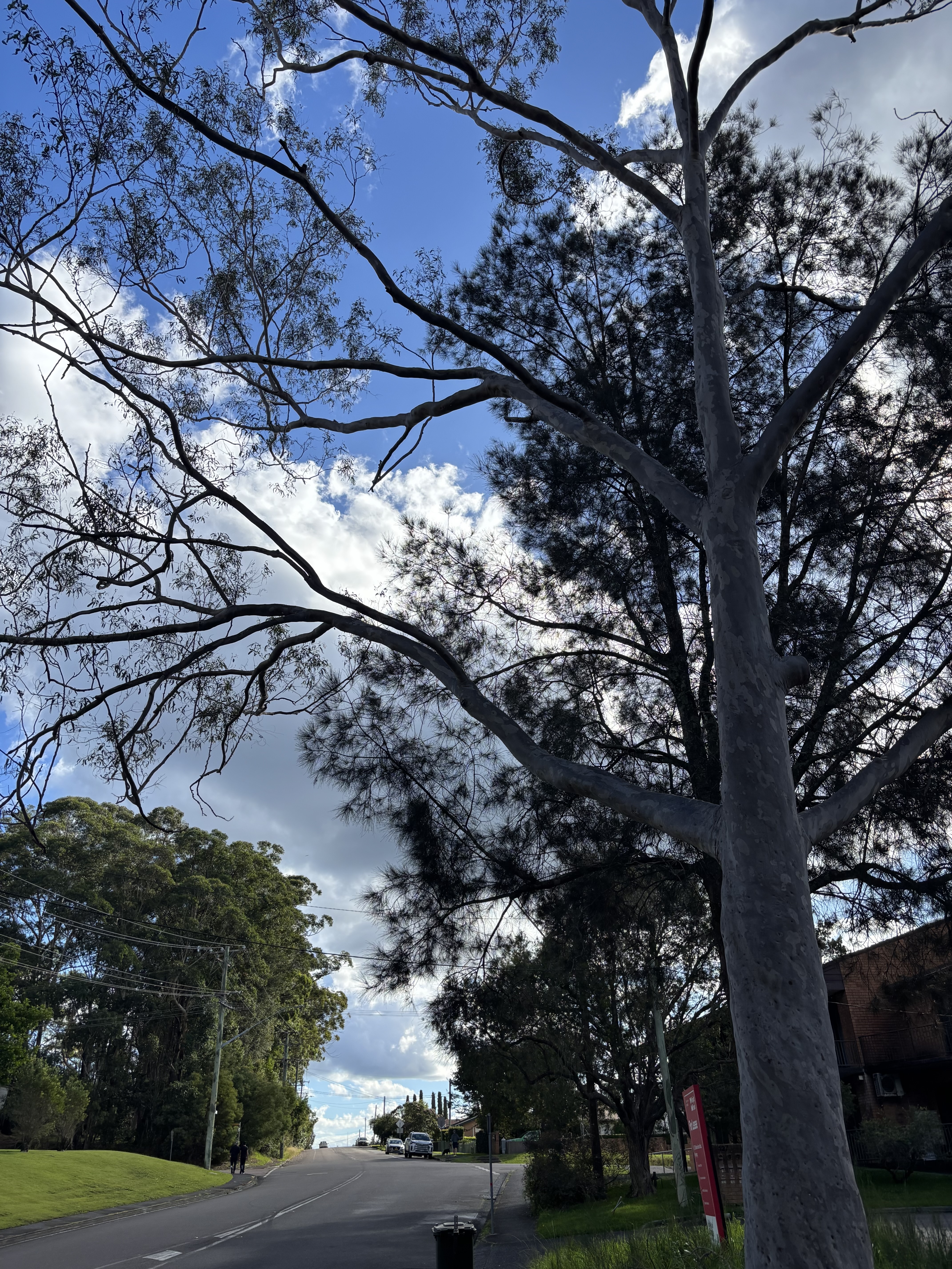 A big tree stands by the side of the road, its wide branches spreading out like open arms. It gives shade and adds beauty to the quiet roadside scene.