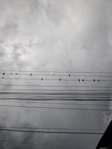 A group of small birds sitting on several power lines against a backdrop of overcast skies.