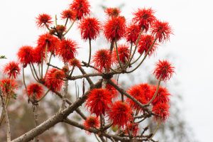 A close-up view of a flowering branch featuring vivid red spiky blooms against a light gray sky
