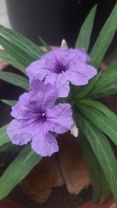 A close-up of a vibrant purple flower with crinkled petals, surrounded by green leaves.