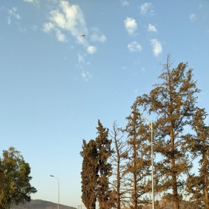 A row of tall, slender trees with dark green foliage stands prominently under a clear blue sky dotted with fluffy white clouds. Two streetlights are visible, one in the foreground and another further back.
