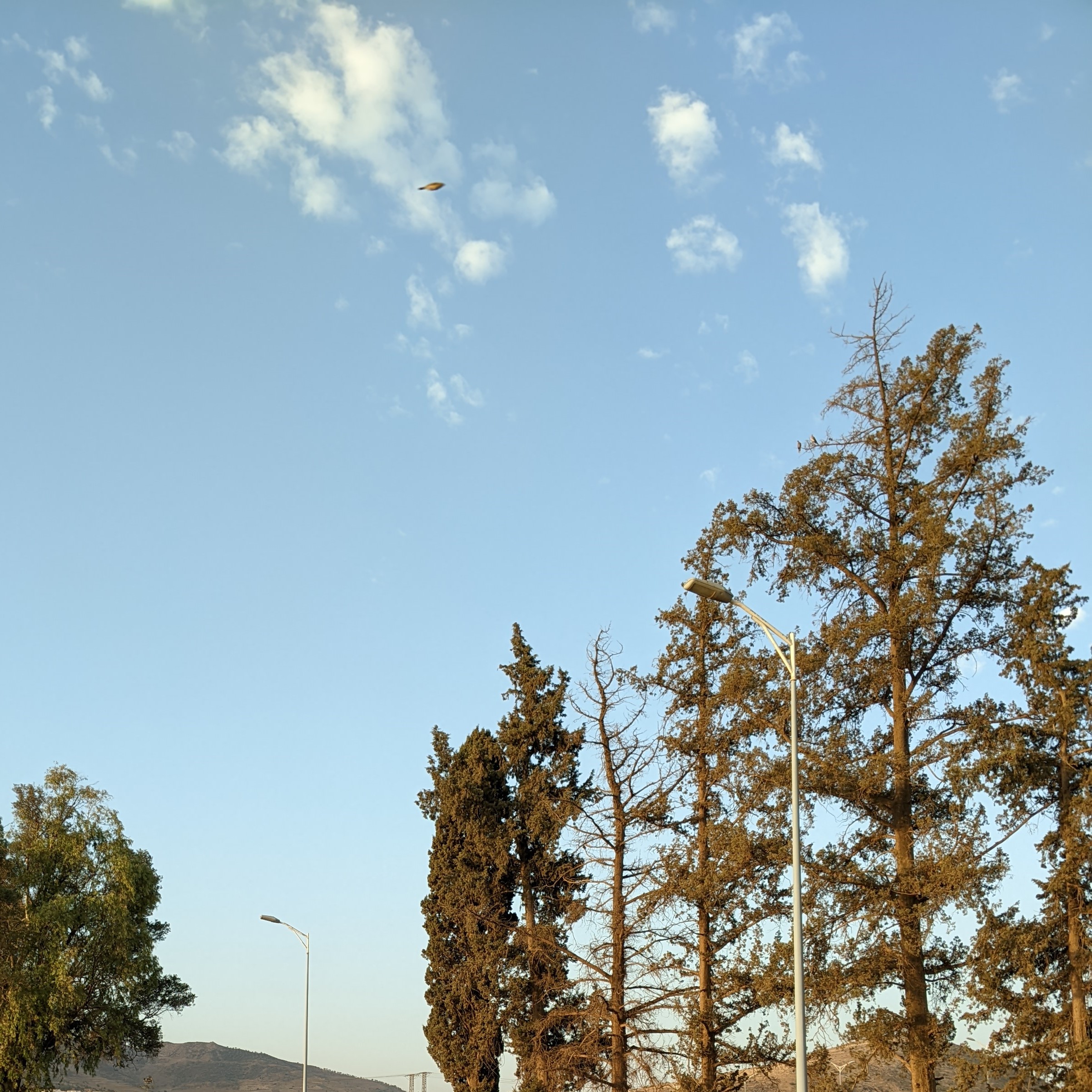 A row of tall, slender trees with dark green foliage stands prominently under a clear blue sky dotted with fluffy white clouds. Two streetlights are visible, one in the foreground and another further back.