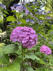 A close-up view of vibrant pink hydrangea flowers with delicate petals, surrounded by lush green leaves.
