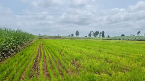A lush green rice paddy field stretches across the landscape, with neatly defined rows of young rice plants emerging from the soil. 