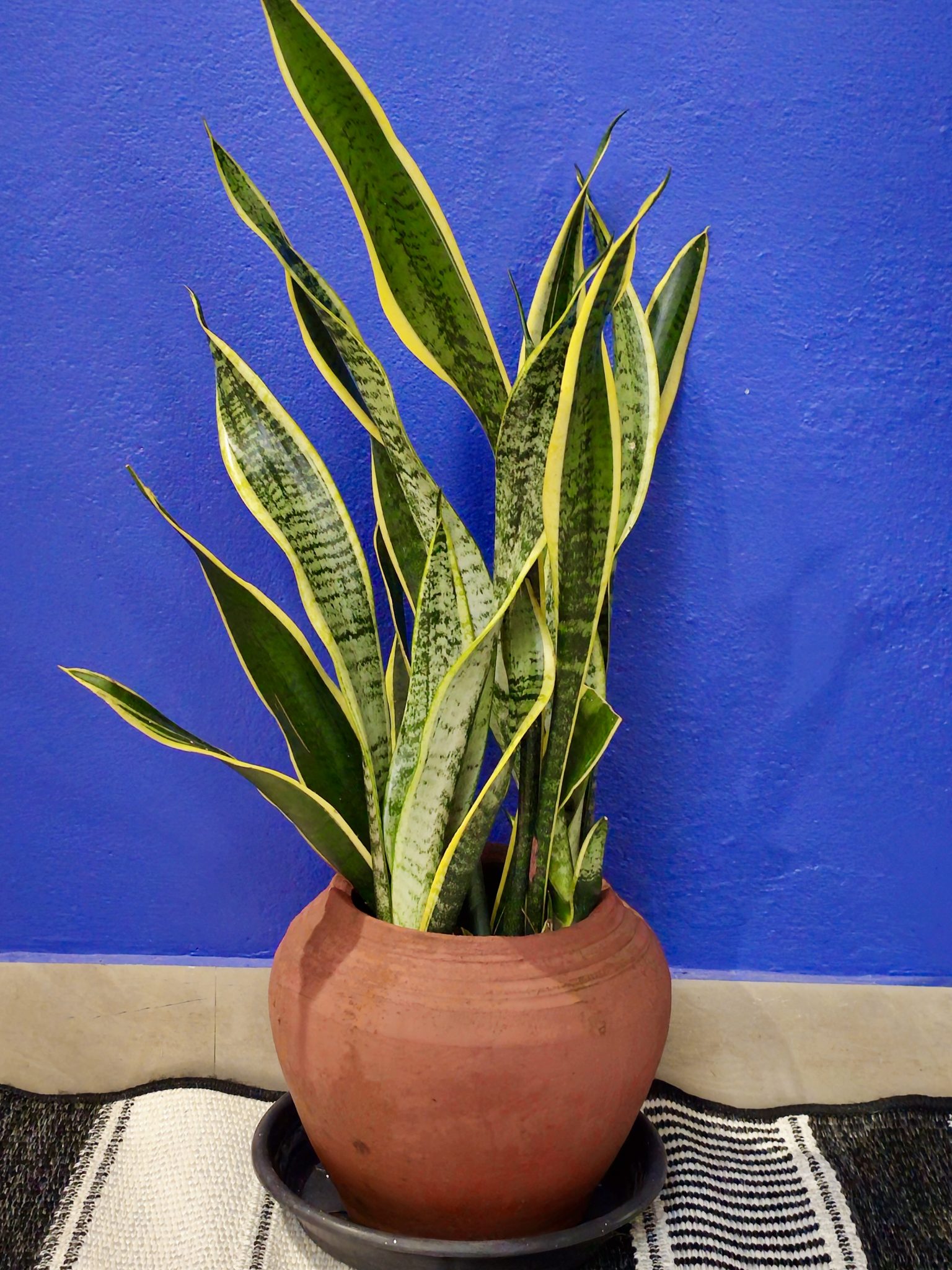 Snake plant in a clay pot against a blue wall