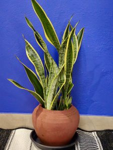 A healthy Snake Plant (Sansevieria) grows in a clay pot, placed against a bright blue wall. Its long green leaves with yellow edges add beauty to indoor spaces. Captured in Perumanna, Kozhikode.