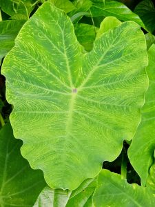 A detailed Colocasia esculenta leaf with etched veins and curved edges—a fine example of Kerala’s wild tropical flora.