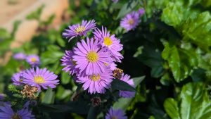 A cluster of light purple flowers with yellow centers surrounded by lush green leaves.