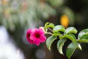 A close-up photograph of a vibrant pink flower with a trumpet-shaped bloom and lush green leaves.
