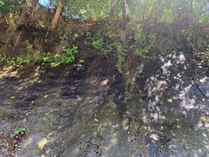 A rocky surface partially covered with greenery and small plants, with sunlight casting shadows and reflections on the rocks.