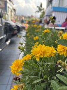A close-up view of vibrant yellow flowers growing in a planter along a sidewalk. 