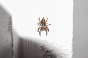 A close-up image of a small spider positioned on a light-colored surface. The spider has a brownish hue with intricate markings on its body and is prominently featured against a bright background.
