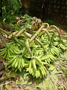 Freshly harvested green Nendran bananas lie in a heap with fallen leaves, ready for transport. Photo from Kozhikode, Kerala.