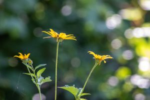 Three yellow daisies connected by a spider’s abandoned web.
