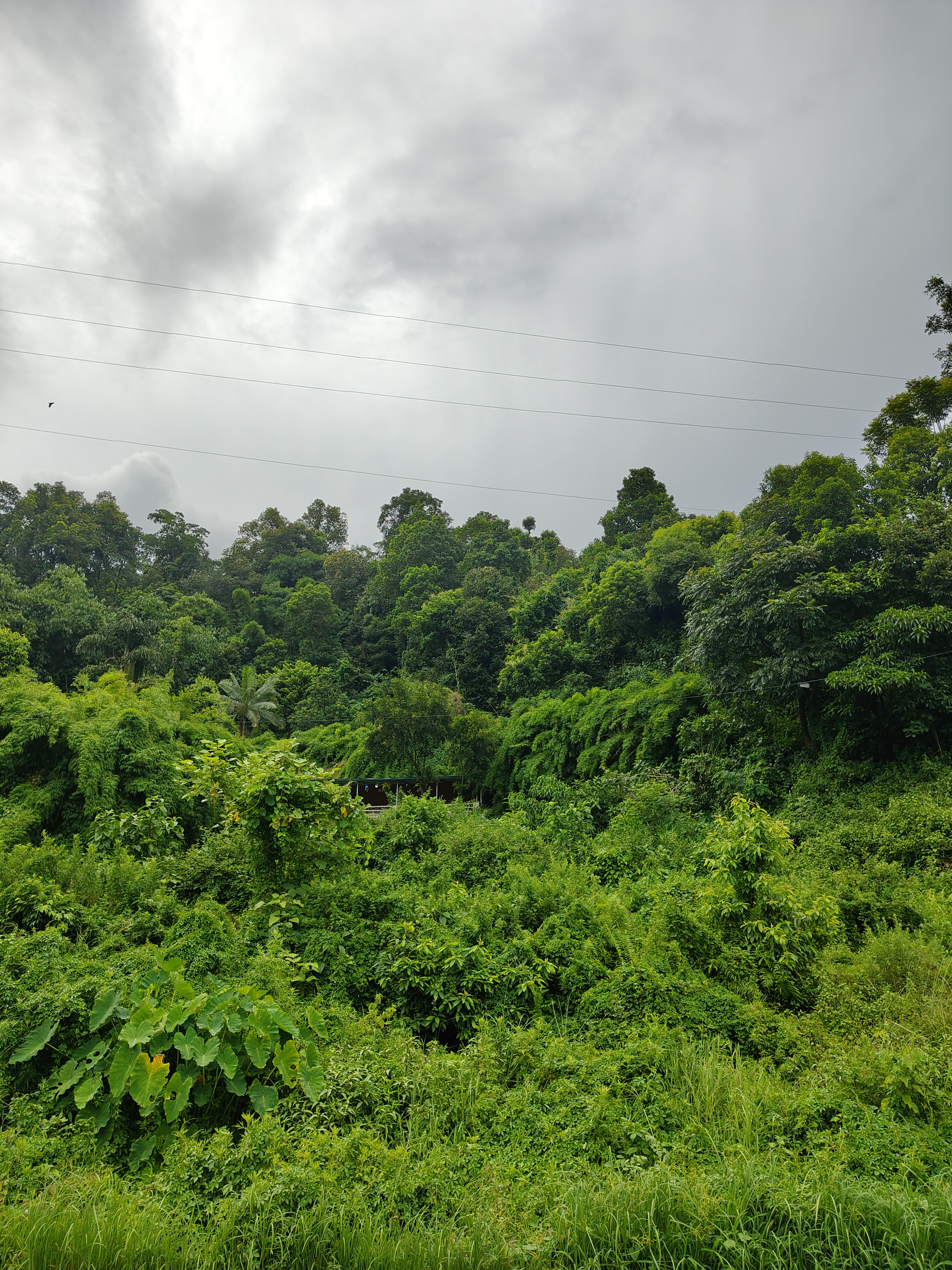 An image of a Jungle and a small house in between the bushes. Above it is a wire lines passing through, and a dark cloudy sky.