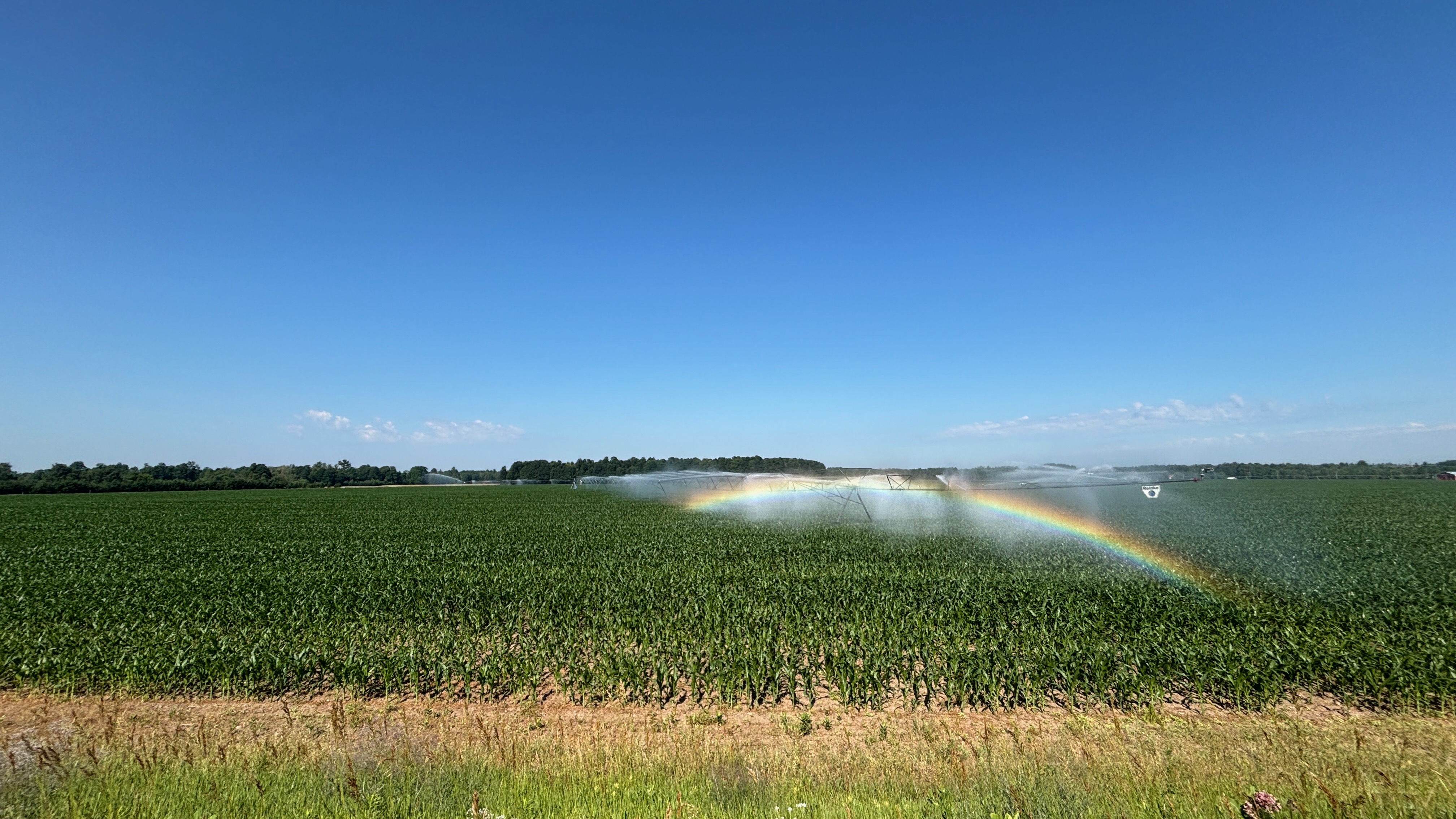 An industrial irrigation system watering a corn field. A rainbow is present in the spray.