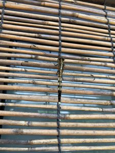 A dragonfly is perched on a decorative bamboo screen.