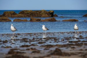 Three seagulls are standing on a sandy beach beside the ocean. The background features calm blue water and rocky formations. The shore is dotted with seaweed and shells, reflecting the sunlight.