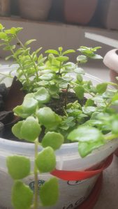 Green weired plants