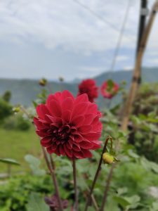 A close-up of a vibrant red dahlia flower, showcasing its layered petal structure.